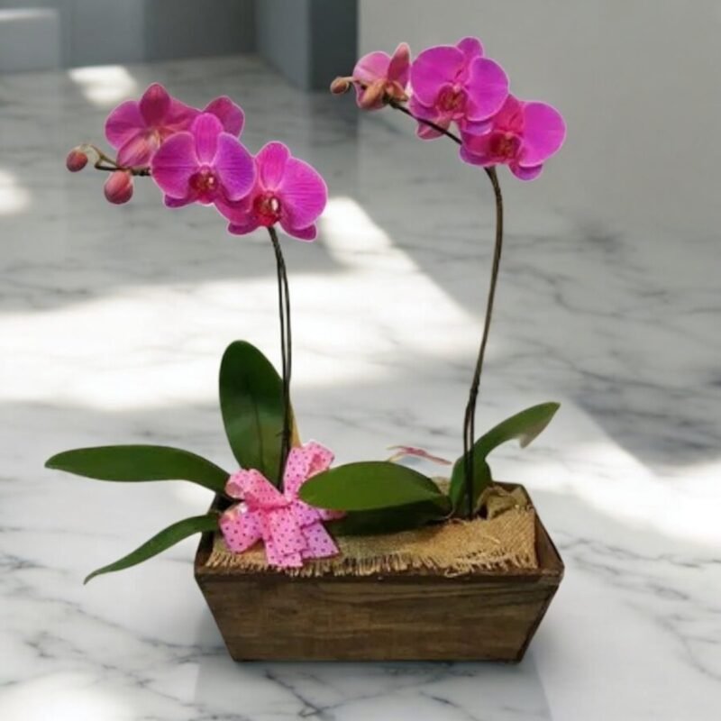 Dupla Orquídeas Roxa no Cachepô