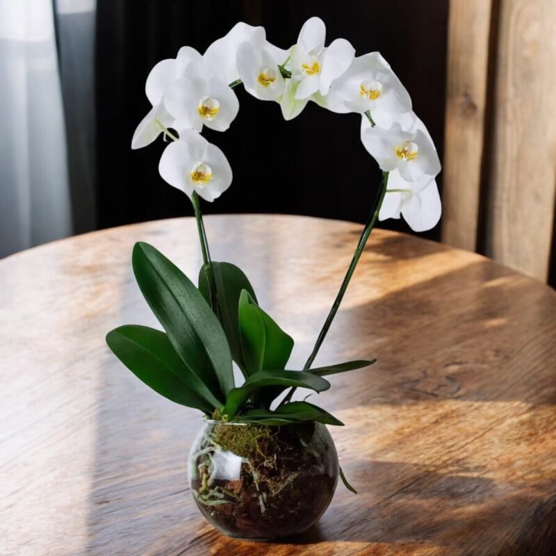 Arranjo de Orquídeas Brancas  Arco em Vaso de Vidro